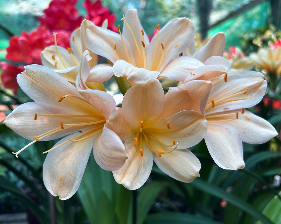 フラワー・ガーデニング corsage no.772 Utopia Clivias
