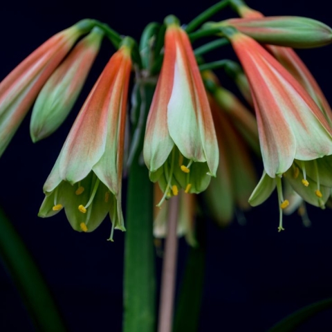 Interspecific Clivia Breeding: Colours, History & Future Potential (By Carrie Kruger, Utopia Clivias)