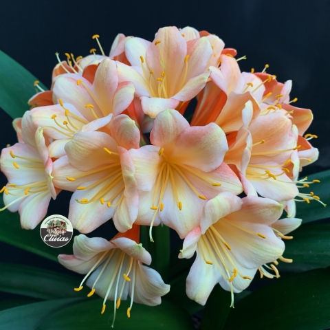 "Clivias in Their Prime: How Flower Count Improves with Age and Maturity"