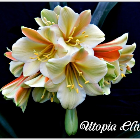 Advancing Interspecific Clivia Breeding: F1, F2 Genetics and Future Colour Development