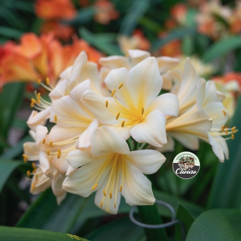 “Utopia’s Guide to Growing Clivias Right”