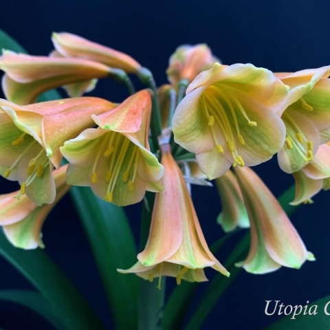 To self, or not to self? 