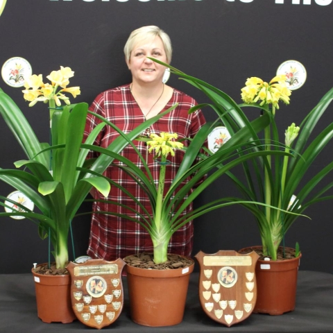 Interspecific Clivia shows 2019