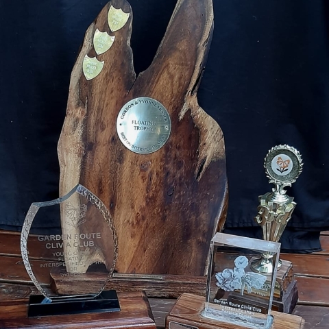 A Decade of Clivia Excellence: 2004–2016