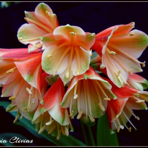 Interspecific Clivias: Hybrid Genetics, Breeding Potential & Future Development