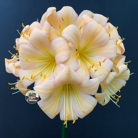 Photographer of the Year 2025 | Clivia Society Award – Utopia Clivias