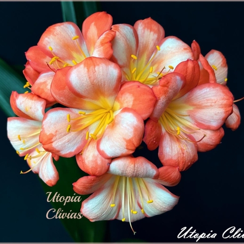 Ghost Breeding in Clivia: From Ghost 2 to Modern Developments