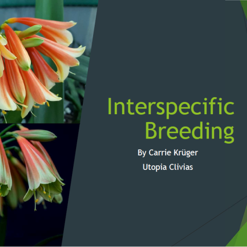 Power Point presentations from Utopia Clivias