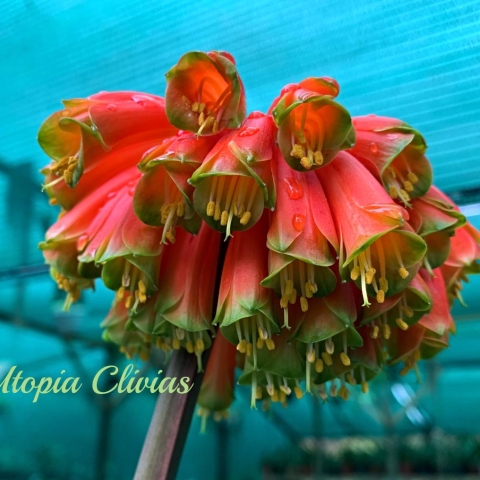 Robusta: My Favourite Autumn Flower and a Breeder’s Dream By Carrie Krüger, Utopia Clivias