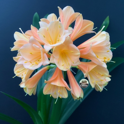 Secret Desire – Elite Pink & Versi-Colour Interspecific Clivia Breeding Plant