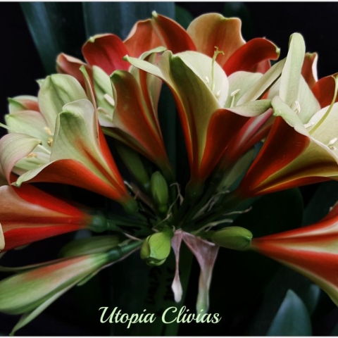 Star Green Clivia: History, Genetics, and Advanced Interspecific Breeding Potential