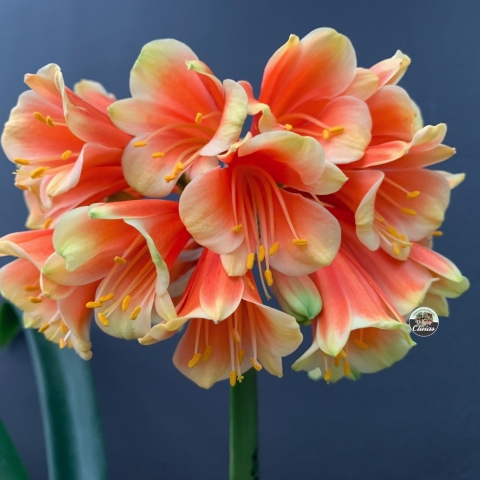 The Lotter Legacy -A Stepping Stone for Future Interspecific Breeding