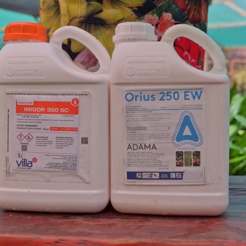 How to Save a Clivia Plant with Root or Rhizome Rot