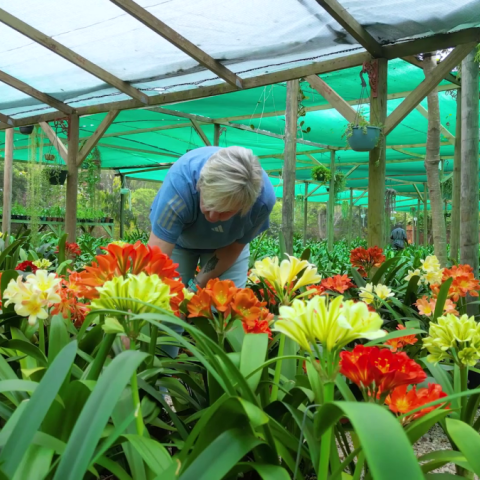 Spring Clivia Care Guide: August & September Clivia Growing Tips 