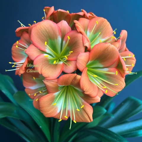 Flowering Season 2024