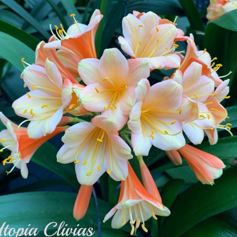 Flowering season 2022