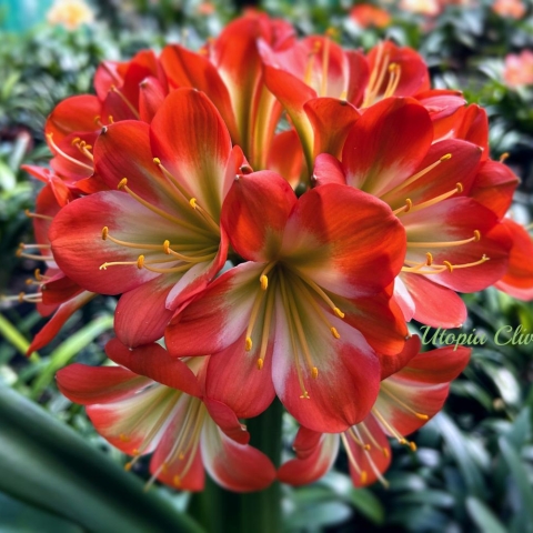 Flowering season 2023