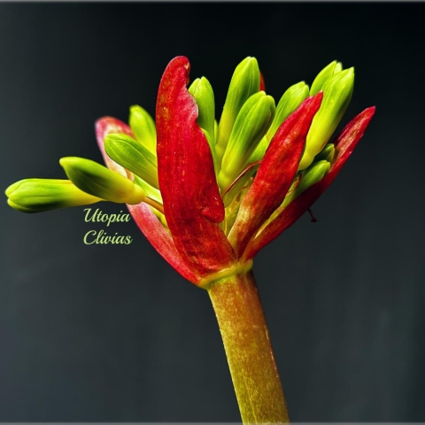 Clivia art photography 