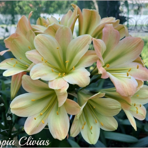 Flowering season 2020 Highlights