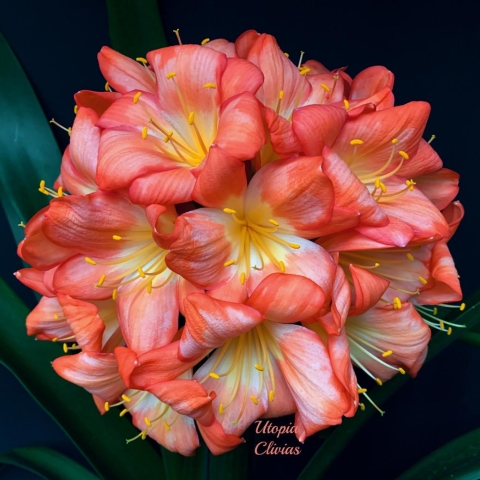 Ghosts and watercolours