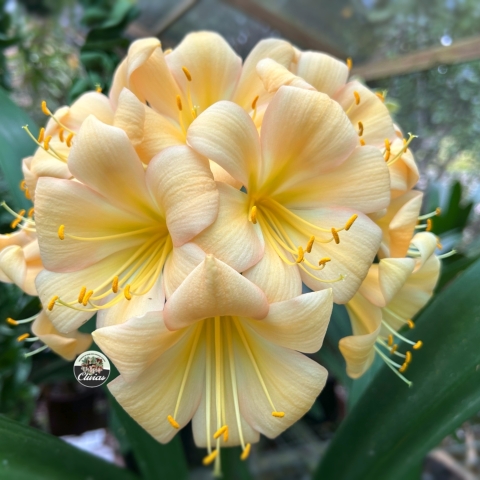 Peach Clivias