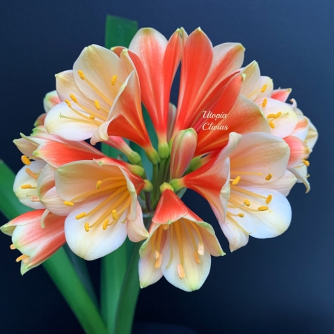 📖 Utopia Clivias: Registered with Pride