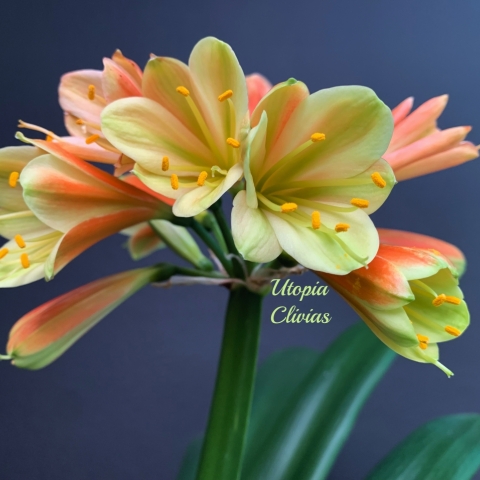 The Ongoing Journey of Star Green Breeding