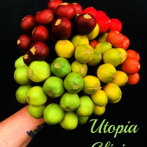 The beauty of Clivia seeds "Planting hope, one seed at a time."