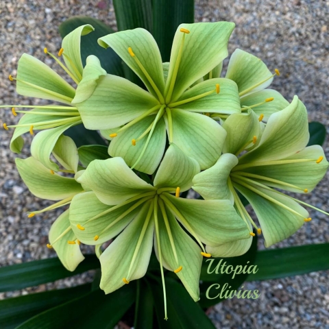 Green Clivias