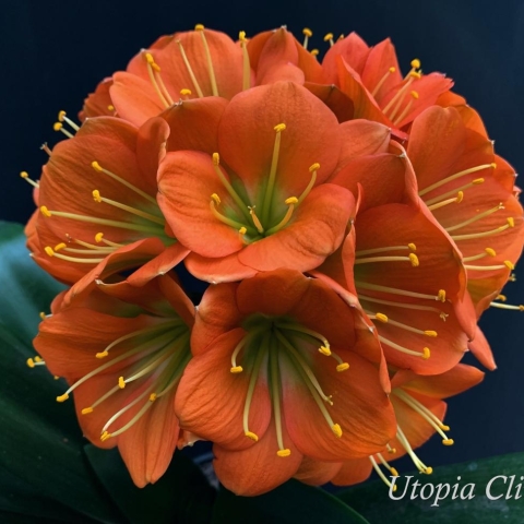 The Legacy of Tol’s Bronze