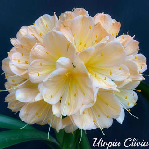 The Vico Pink Story: A Breeding Journey