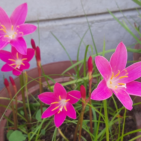 Zephyranthes Rosea