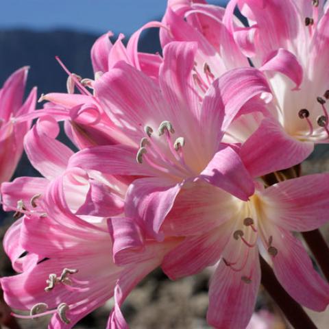 Amaryllis Belladonna Pink