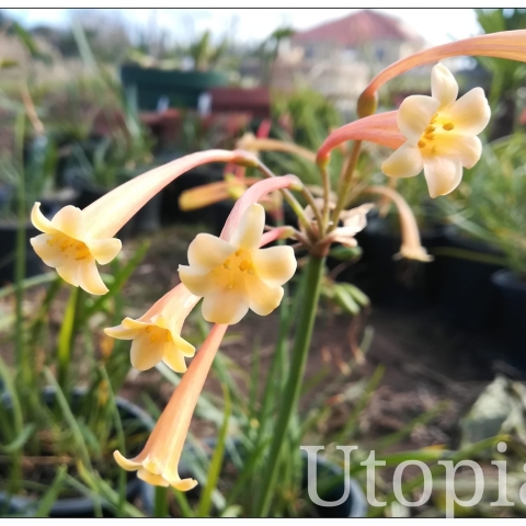 Cyrtanthus Mackenii “Ifafa Lily” 