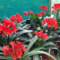 Utopia Clivias Nursery