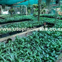 6 month old seedlings