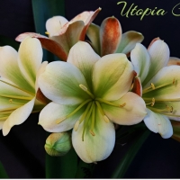 Utopia Clivias