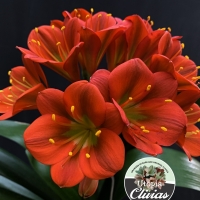Utopia Clivias