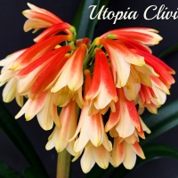 Utopia Clivias