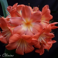 Utopia Clivias