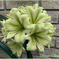 Utopia Clivias