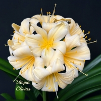 Yellows and Near White