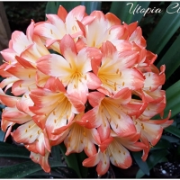 Utopia Clivias