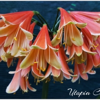 Utopia Clivias