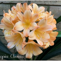 Utopia Clivias