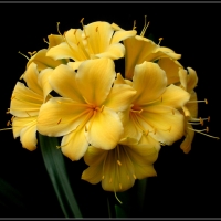 Yellows and Near White