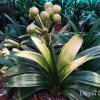 Variegated and broad leaf