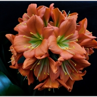 Utopia Clivias