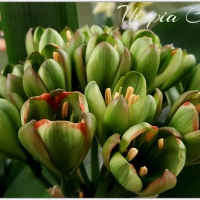 Phyllody (Foliar tepals)