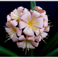 Pink and Peach group 1